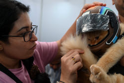 The Feline Club Of India Organises Cat Expo India 2025 In Mumbai