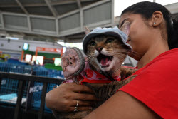 The Feline Club Of India Organises Cat Expo India 2025 In Mumbai