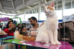 The Feline Club Of India Organises Cat Expo India 2025 In Mumbai