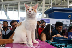 The Feline Club Of India Organises Cat Expo India 2025 In Mumbai