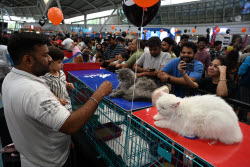 The Feline Club Of India Organises Cat Expo India 2025 In Mumbai