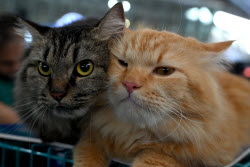 The Feline Club Of India Organises Cat Expo India 2025 In Mumbai