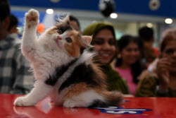 The Feline Club Of India Organises Cat Expo India 2025 In Mumbai