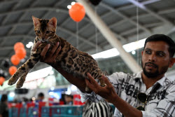 The Feline Club Of India Organises Cat Expo India 2025 In Mumbai