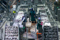 Krabozavodsk fish processing complex on Shikotan Island, Russia