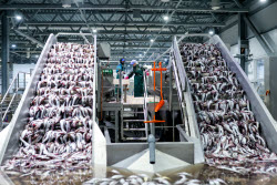 Krabozavodsk fish processing complex on Shikotan Island, Russia