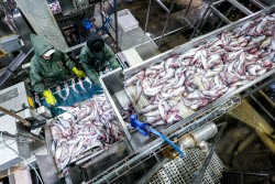 Krabozavodsk fish processing complex on Shikotan Island, Russia