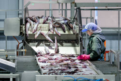 Krabozavodsk fish processing complex on Shikotan Island, Russia