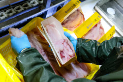 Krabozavodsk fish processing complex on Shikotan Island, Russia
