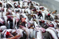 Krabozavodsk fish processing complex on Shikotan Island, Russia