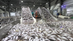 VIDEO. Krabozavodsk fish processing complex on Shikotan Island, Russia