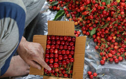 Сбор вишни в индийском Сринагаре