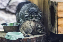 Котята манула в Новосибирском зоопарке