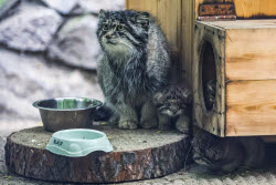 Котята манула в Новосибирском зоопарке