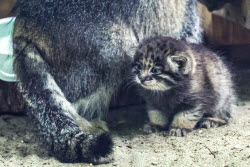 Котята манула в Новосибирском зоопарке