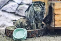 Котята манула в Новосибирском зоопарке