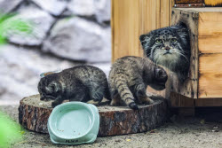 Котята манула в Новосибирском зоопарке