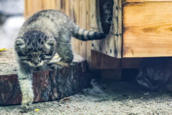 Котята манула в Новосибирском зоопарке