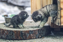 Котята манула в Новосибирском зоопарке