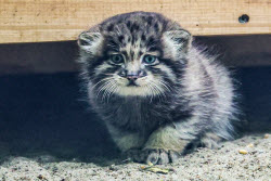 Котята манула в Новосибирском зоопарке