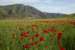 Poppy field in Armenia