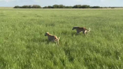 Kazakhstan recovers tazis, the thousand-year-old greyhounds trained to hunt wolves