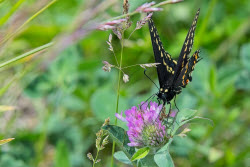 Nature: Black Swallowtail Butterfly