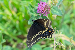 Nature: Black Swallowtail Butterfly