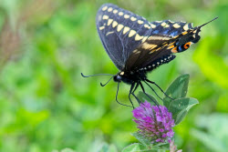 Nature: Black Swallowtail Butterfly