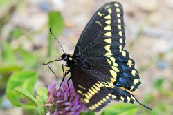 Nature: Black Swallowtail Butterfly