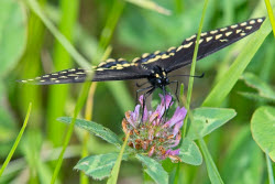Nature: Black Swallowtail Butterfly