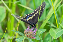 Nature: Black Swallowtail Butterfly