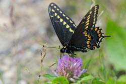 Nature: Black Swallowtail Butterfly