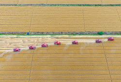 Farmers Busy With Summer Wheat Harvest In Huai'an