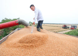 Farmers Busy With Summer Wheat Harvest In Huai'an