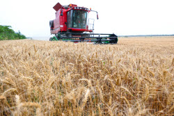 Farmers Busy With Summer Wheat Harvest In Huai'an