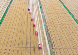 Farmers Busy With Summer Wheat Harvest In Huai'an