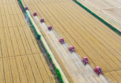 Farmers Busy With Summer Wheat Harvest In Huai'an
