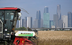 Farmers Welcome Wheat Harvest Season In Hangzhou