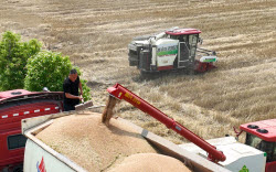 Farmers Welcome Wheat Harvest Season In Hangzhou