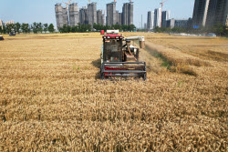 Farmers Welcome Wheat Harvest Season In Hangzhou