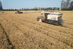 Farmers Welcome Wheat Harvest Season In Hangzhou
