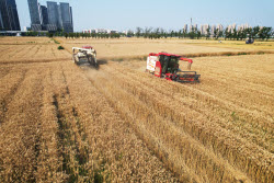 Farmers Welcome Wheat Harvest Season In Hangzhou