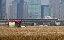 Farmers Welcome Wheat Harvest Season In Hangzhou