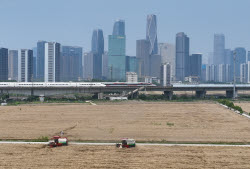 Farmers Welcome Wheat Harvest Season In Hangzhou