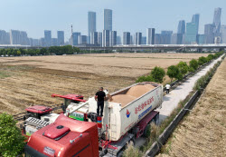 Farmers Welcome Wheat Harvest Season In Hangzhou
