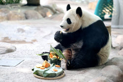 Animals Enjoy Special Zongzi Ahead Of Duanwu Festival In Nantong