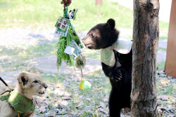 Animals Enjoy Special Zongzi Ahead Of Duanwu Festival In Nantong
