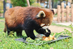 Animals Enjoy Special Zongzi Ahead Of Duanwu Festival In Nantong