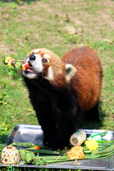 Animals Enjoy Special Zongzi Ahead Of Duanwu Festival In Nantong